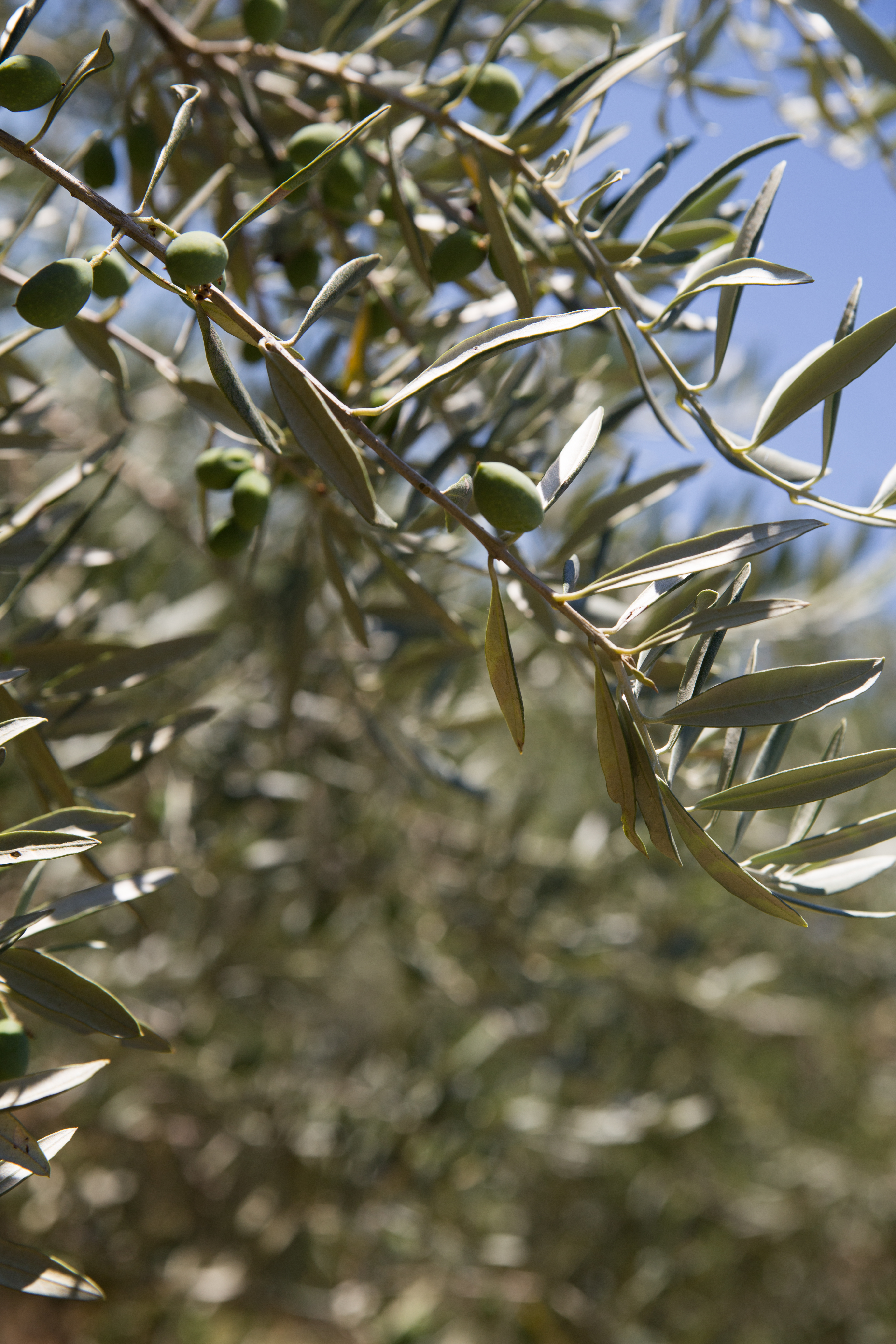 Olivos cargados de fruto